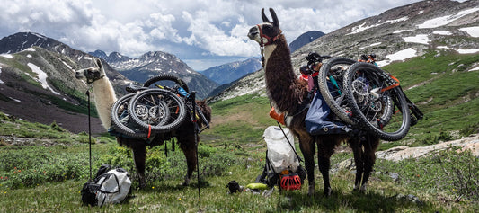Left side view of 2 llamas packed with dismantled bikes in a grassy mountain valley