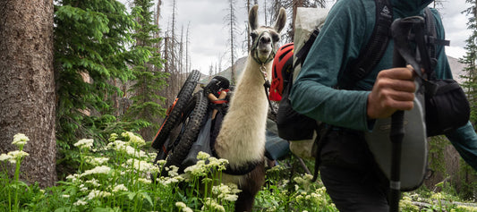 Person trekking through deep brush in a forest with a gear loaded llama walking behind
